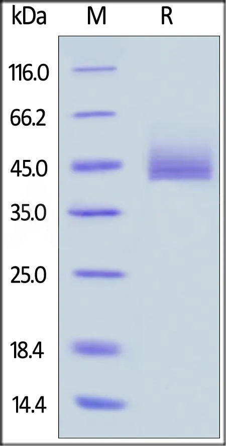 Human CD3 epsilon&CD3 gamma Heterodimer Protein, Fc,His Tag&Fc,Flag Tag (MALS verified) - image 1