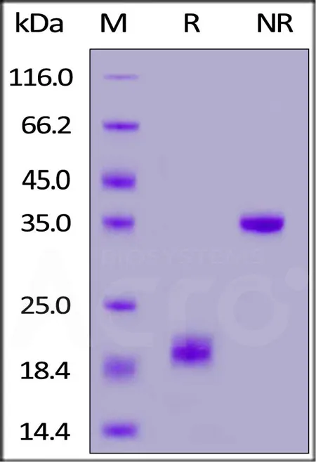 Mouse CD3 epsilon&CD3 gamma Heterodimer Protein, His Tag&Flag Tag (MALS verified) - image 1