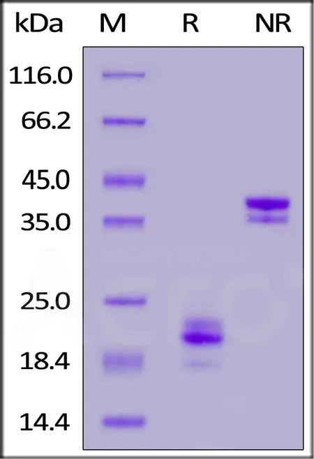 Biotinylated Rabbit CD3 epsilon&CD3 gamma Heterodimer Protein, His,Avitag™&Flag Tag (MALS verified) - image 1