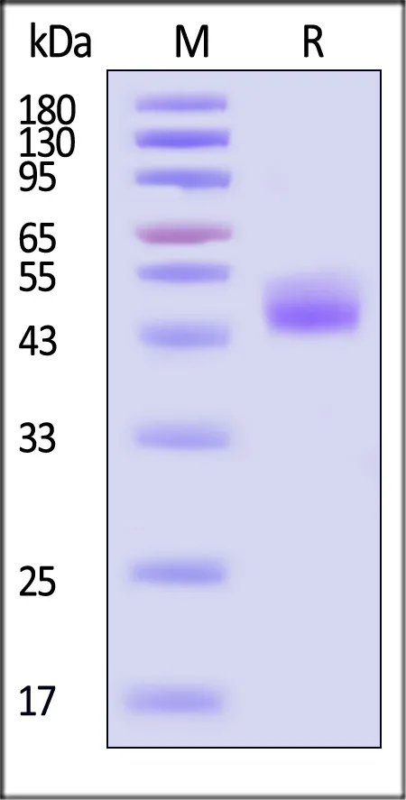 Human CD3 epsilon Protein, Mouse IgG2a Fc Tag (MALS verified) - image 1