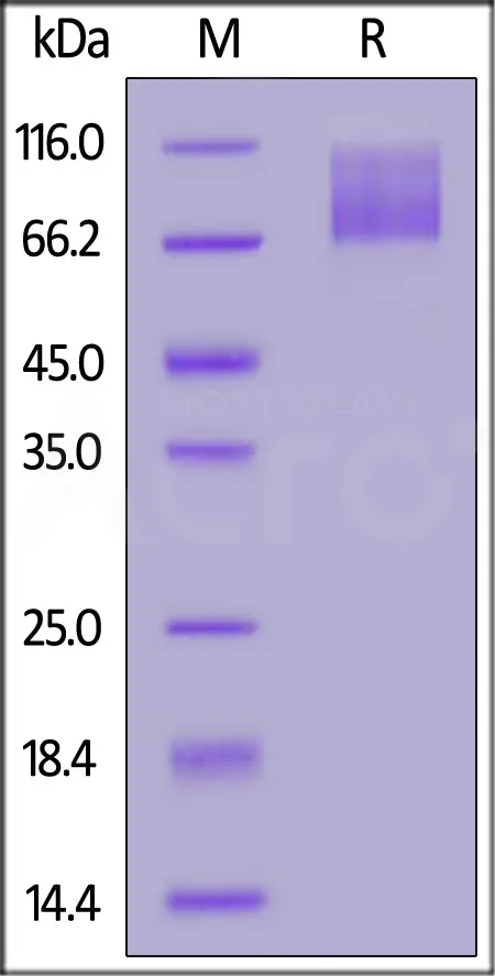 SARS-CoV-2 (COVID-19) S2 protein, His Tag - image 1