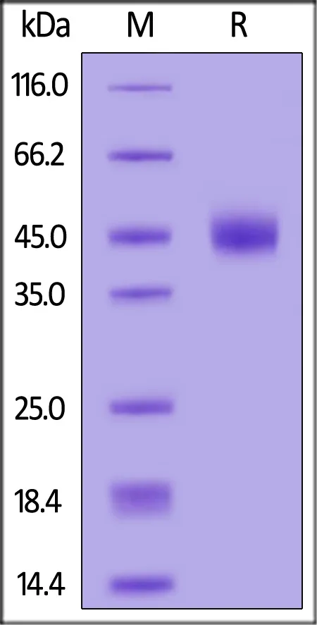 HSV-2 (strain 333) Envelope Glycoprotein D (gD), His Tag (MALS verified) - image 1