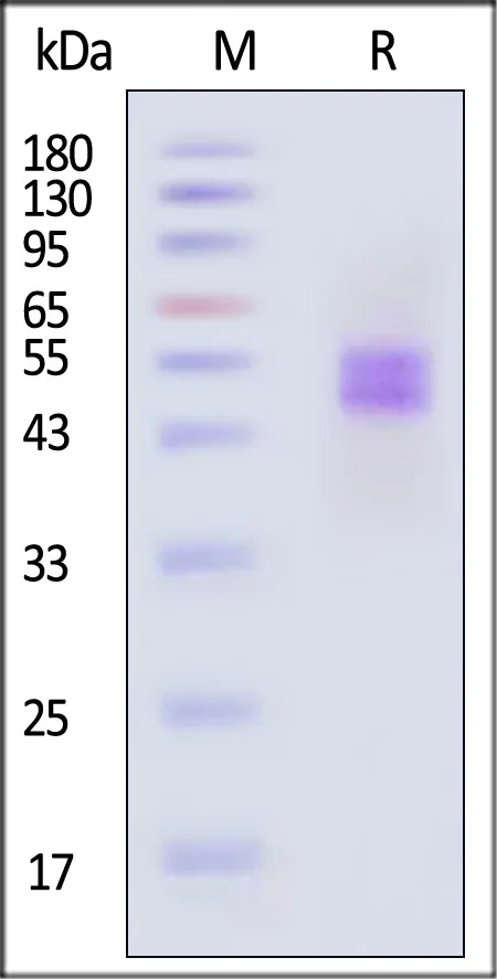 Human Fc gamma RI / CD64 Protein, His Tag (SPR & BLI & MALS verified) - image 1