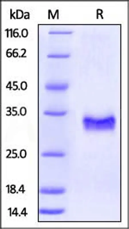 Rhesus macaque CD40 / TNFRSF5 Protein, His Tag (MALS verified) - image 1
