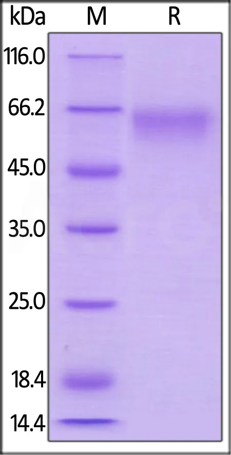 Mouse CD27 / TNFRSF7 Protein, Mouse IgG2a Fc Tag, low endotoxin - image 1