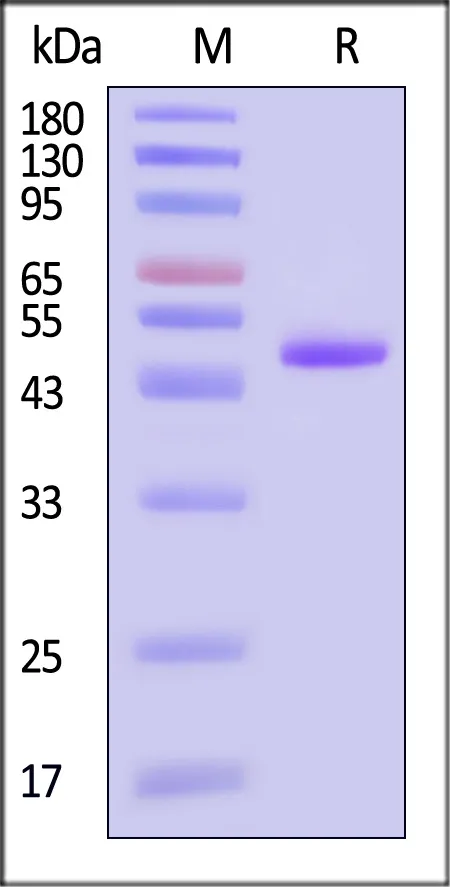 Human / Rhesus macaque CD40 Ligand / TNFSF5 Protein, Mouse IgG2a Fc Tag, low endotoxin - image 1