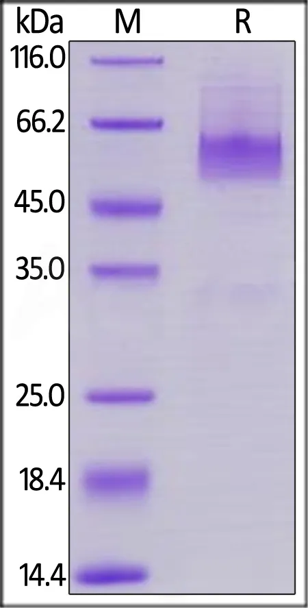 Human CD27 Ligand / CD70 Protein, Mouse IgG2a Fc Tag, low endotoxin - image 1