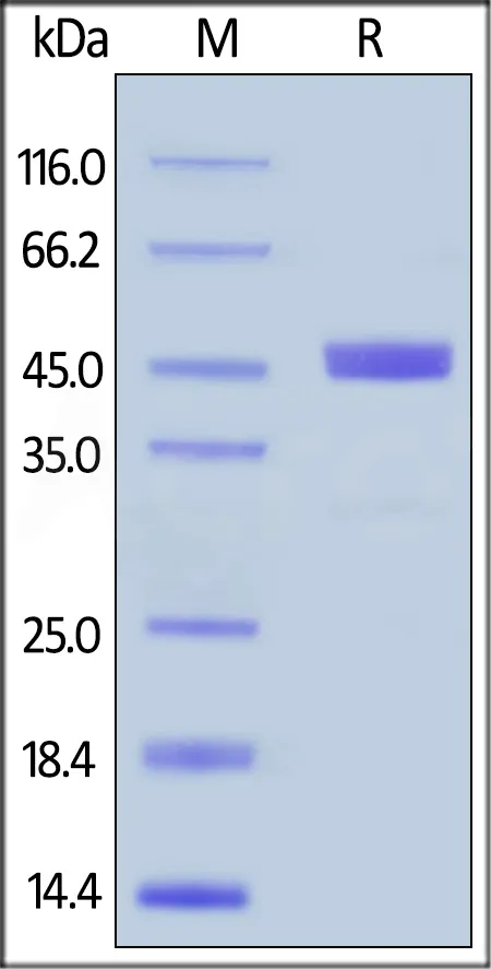 Human GITR Ligand / TNFSF18 Protein, Fc Tag - image 1