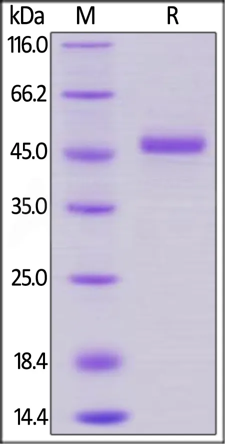 Human GITR / TNFRSF18 Protein, Fc Tag - image 1