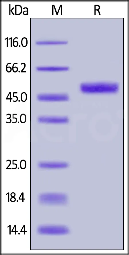 Biotinylated Human GITR / TNFRSF18 Protein, Fc,Avitag™ - image 1