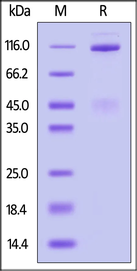 Rhesus macaque HGF R / c-MET Protein, Fc Tag - image 1