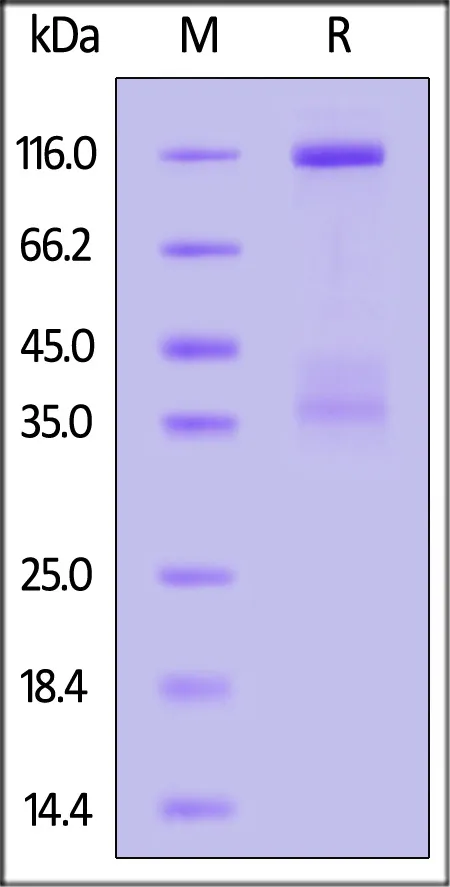 Canine HGF R / c-MET Protein, Fc Tag (MALS verified) - image 1
