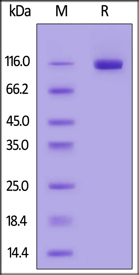 Mouse DPPIV / CD26 Protein, His Tag, active dimer (active enzyme, MALS verified) - image 1