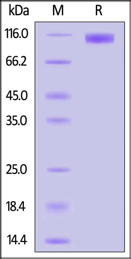 Canine DPPIV / CD26 Protein, His Tag, active dimer (active enzyme, MALS verified) - image 1