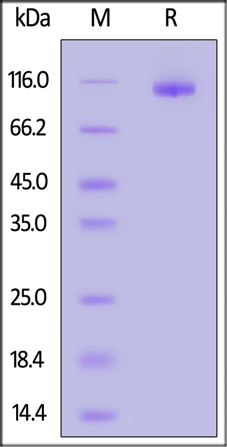 Cynomolgus DPPIV / CD26 Protein, His Tag, active dimer (active enzyme, MALS verified) - image 1