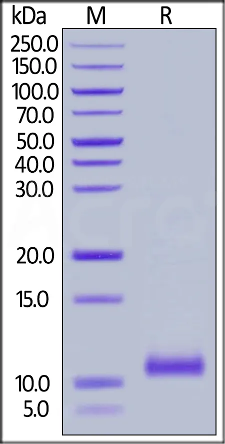 Cynomolgus Complement C5a Protein, Tag Free - image 1