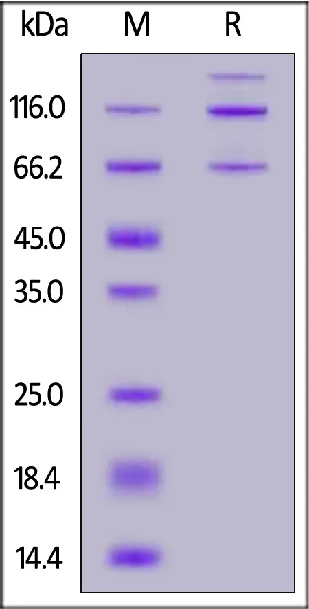 Cynomolgus Complement C3 Protein, His Tag (MALS verified) - image 1