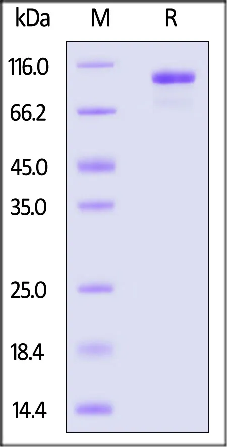 Cynomolgus Complement C2 Protein, His Tag (active enzyme) - image 1