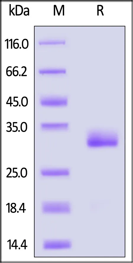 Human IgG1 Fc (C103S, D239E, L241E) Protein, Tag Free (MALS verified) - image 1