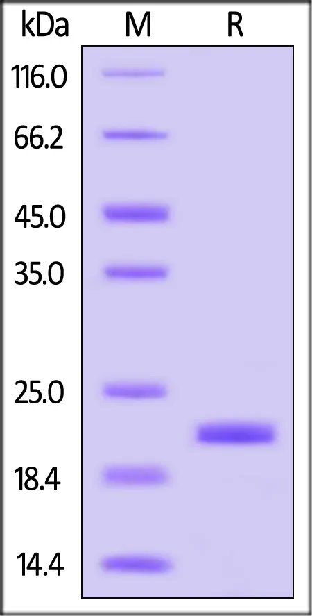 Cynomolgus IL-10 Protein, His Tag - image 1