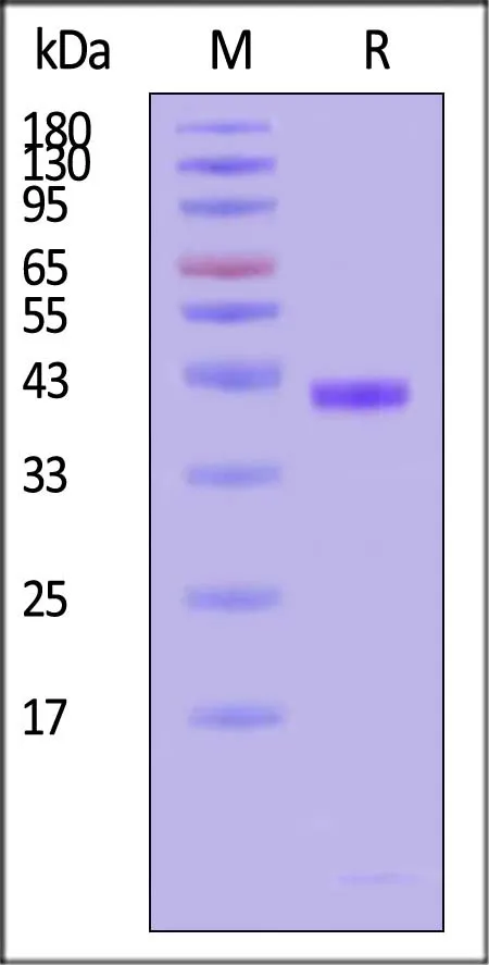 Biotinylated Human HLA-A*02:01&B2M Monomer Protein (Peptide free, MALS verified) - image 1
