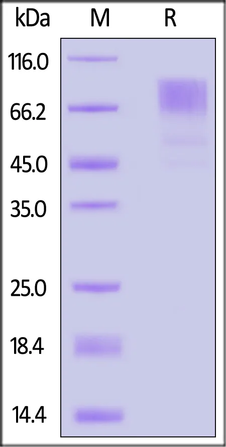 Biotinylated Mouse GUCY2C / Guanylyl cyclase C Protein, His,Avitag™ - image 1