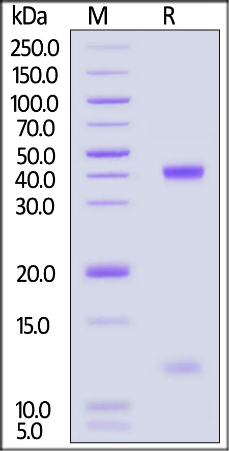 Biotinylated Human HLA-A*02:01&B2M&HBV (FLLTRILTI) Complex Protein (Monomer, MALS verified) - image 1