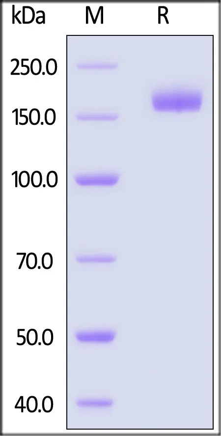 SARS-CoV-2 Spike Trimer Protein, His Tag (XBB.1.5/Omicron) (MALS verified) - image 1