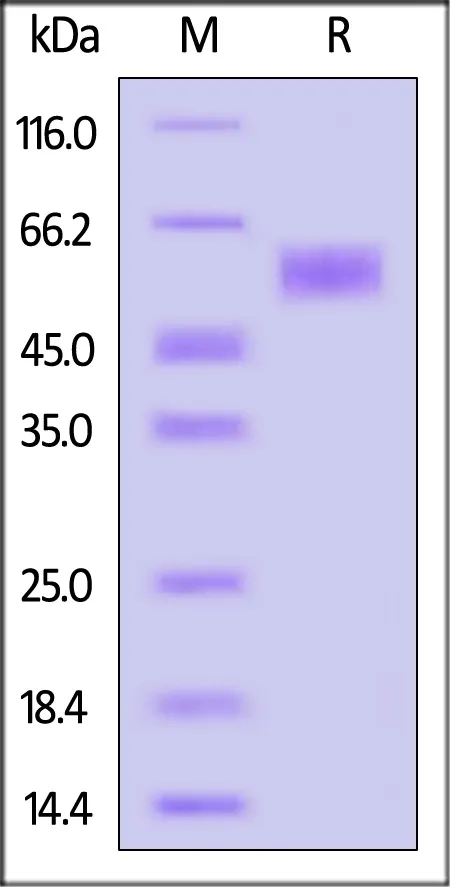 Cynomolgus CEACAM-5 / CD66e Protein, Llama IgG2b Fc Tag, low endotoxin (MALS verified) - image 1