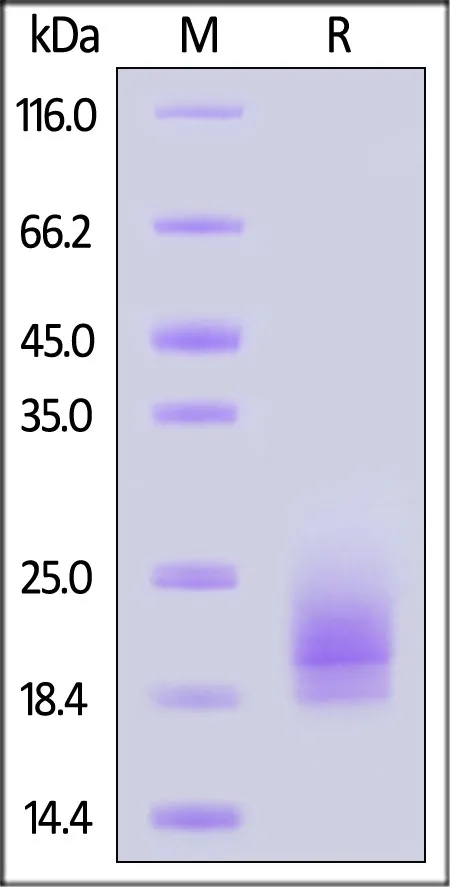 Canine CD3 epsilon Protein, His Tag (MALS verified) - image 1