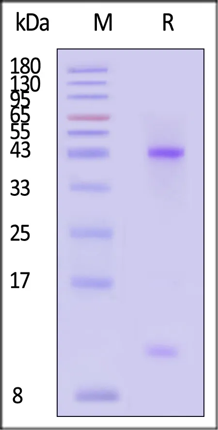 Biotinylated Human HLA-A*02:01&B2M&MAGE-A4 (GVYDGREHTV) Complex Protein (Monomer, MALS verified) - image 1