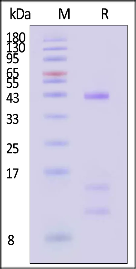 Human HLA-A*11:01&B2M&KRASG12V (VVGAVGVGK) Tetramer Protein - image 1