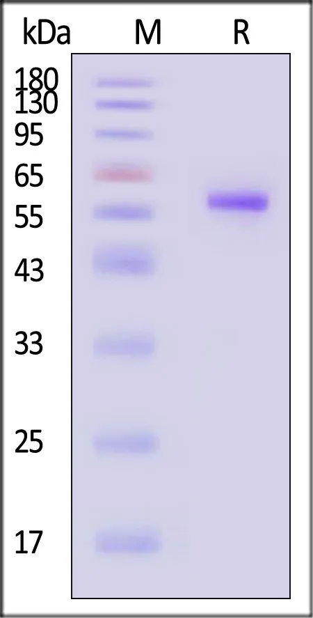 Biotinylated Human HLA-A*02:01&B2M&PRAME (SLLQHLIGL) Complex Protein (Monomer, MALS verified) - image 1