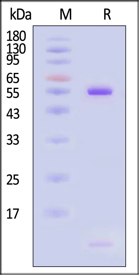 Human HLA-A*02:01&B2M&PRAME (SLLQHLIGL) Tetramer Protein (MALS verified) - image 1
