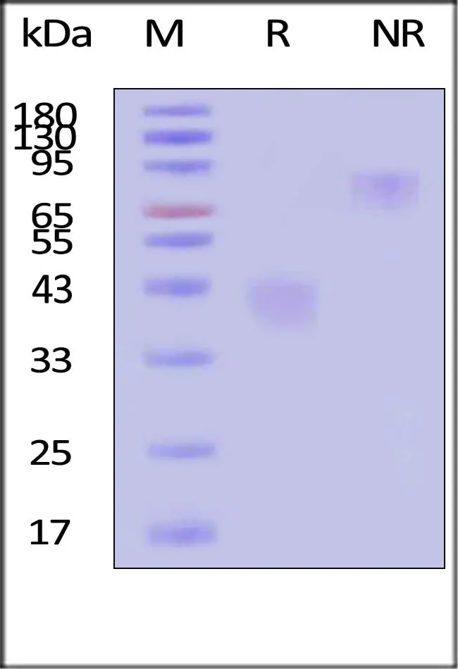 Human M-CSF / CSF-1 Protein, premium grade - image 1
