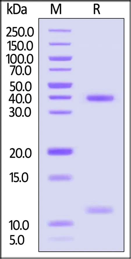 Biotinylated Human HLA-A*02:01&B2M&p53 (HMTEVVRRC) Complex Protein (Monomer, MALS verified) - image 1