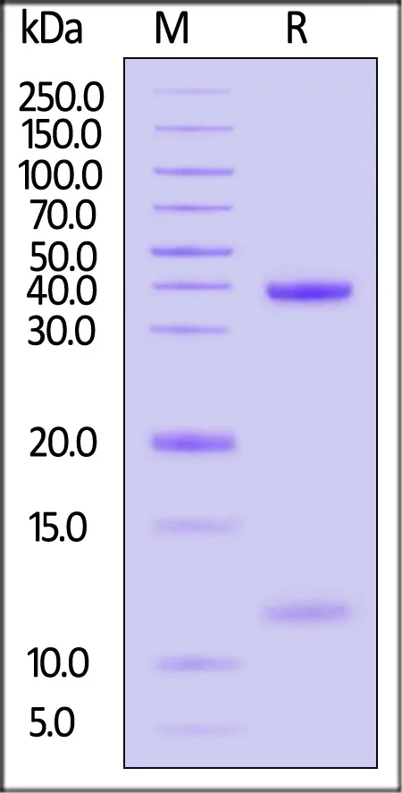 Biotinylated Human HLA-A*02:01&B2M&MAGE-A2 (YLQLVFGIEV) Complex Protein (Monomer, MALS verified) - image 1