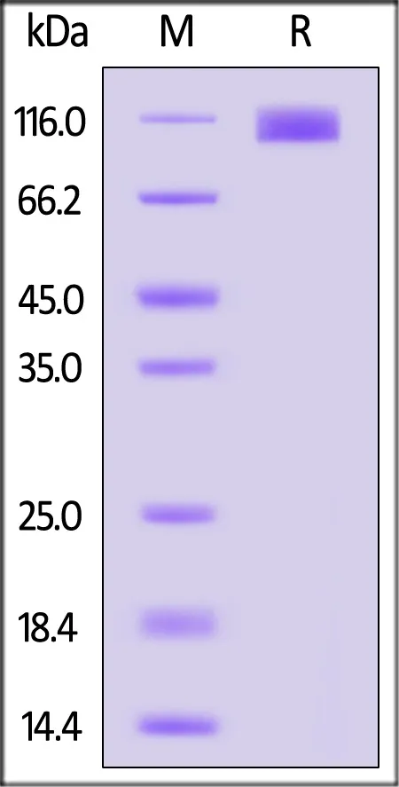 Canis lupus OSMR beta Protein, His Tag (MALS verified) - image 1
