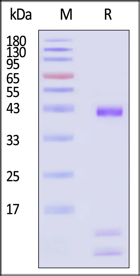 Human HLA-A*02:01&B2M&p53 (HMTEVVRRC) Tetramer Protein (MALS verified) - image 1