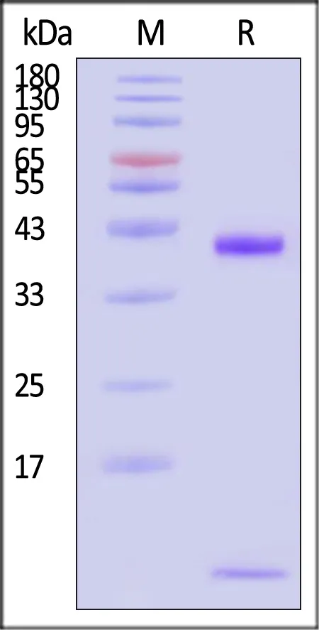 Biotinylated Human HLA-A*02:01&B2M&KRASG12V (VVVGAVGVGK) Complex Protein (Monomer, MALS verified) - image 1