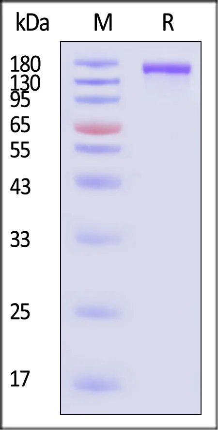 SARS-CoV-2 Spike Trimer Protein, His Tag (XBB.1.16/Omicron) (MALS verified) - image 1