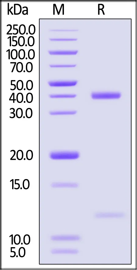 Biotinylated Human HLA-A*11:01&B2M&KRASG12D (VVVGADGVGK) Complex Protein (Monomer, MALS verified) - image 1