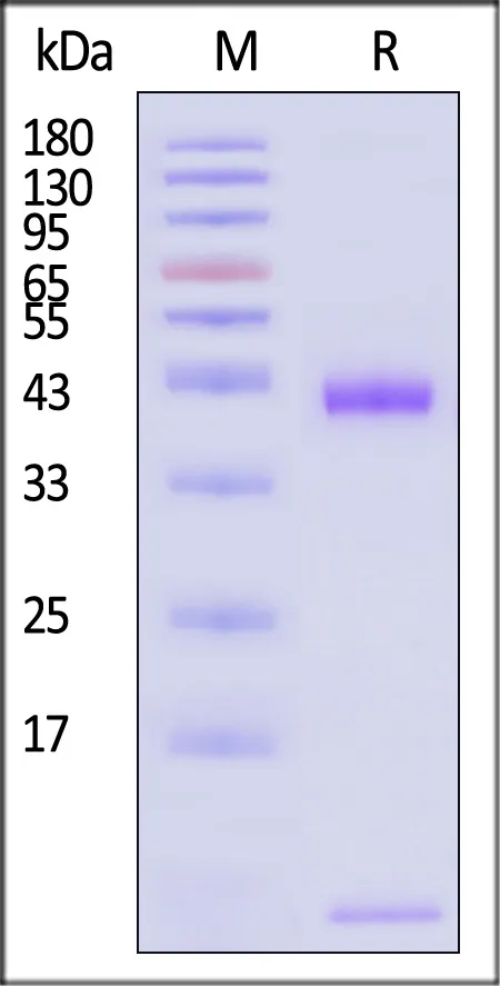 Biotinylated Human HLA-A*11:01&B2M&KRASG12V (VVVGAVGVGK) Complex Protein (Monomer, MALS verified) - image 1
