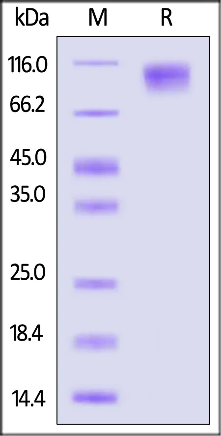 Biotinylated Mouse SIRP alpha / CD172a Protein, Fc,Avitag™ (MALS verified) - image 1