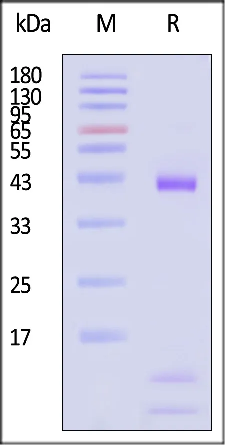 Human HLA-A*11:01&B2M&KRASG12V (VVVGAVGVGK) Tetramer Protein - image 1