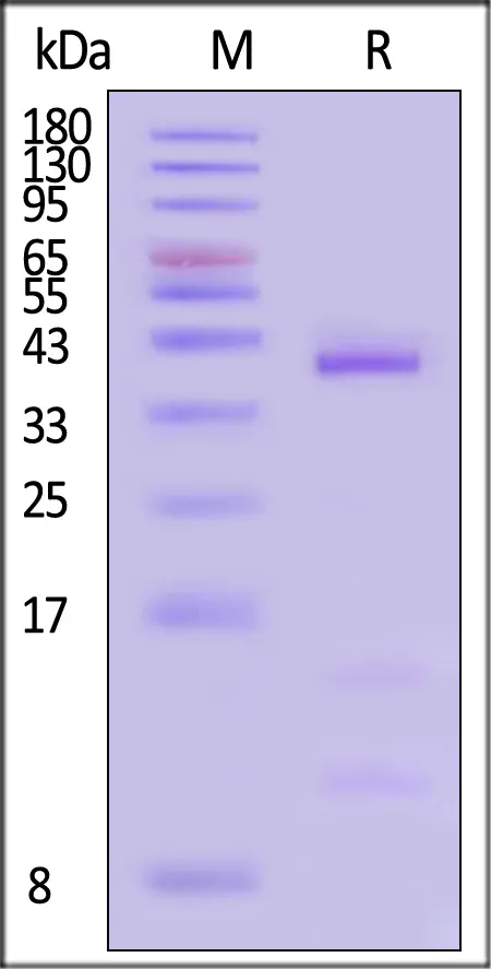 Human HLA-A*11:01&B2M&KRASG12D (VVVGADGVGK) Tetramer Protein - image 1