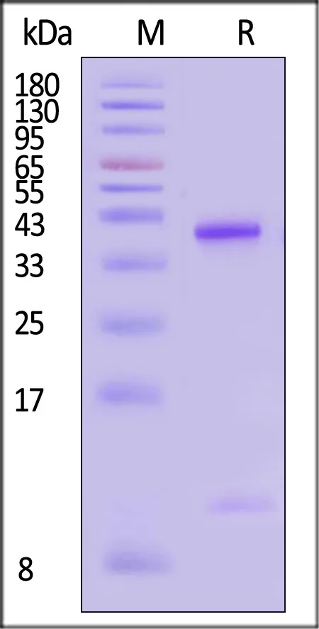 Unconjugated Human HLA-A*11:01&B2M&KRASG12D (VVVGADGVGK) Complex Protein (Monomer, MALS verified) - image 1