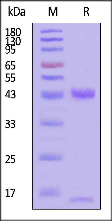 Human HLA-A*03:01&B2M&KRASG12C (VVVGACGVGK) Complex Protein (Monomer, MALS verified) - image 1