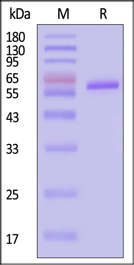 HRSV (B) Pre-fusion glycoprotein F0, His Tag (MALS verified) - image 1