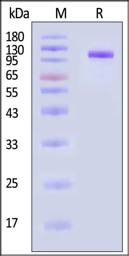 Biotinylated Rabbit Complement C2 Protein, His,Avitag™ (active enzyme) - image 1
